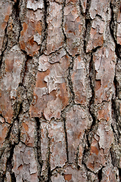 close-up of the tree bark